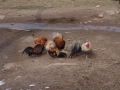 L'accueil par les gallinacées 2