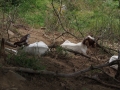 Chèvres au repos