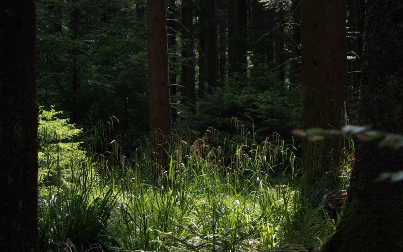 Roseaux en forêt