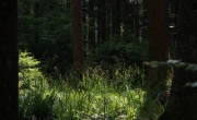 Roseaux en forêt
