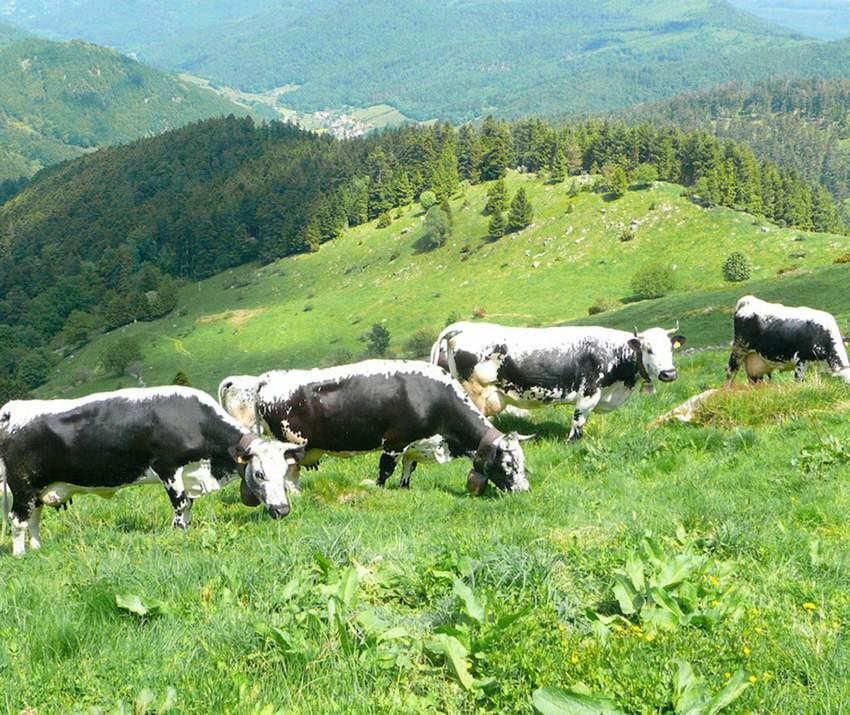 Chaumes vaches vosgiennes