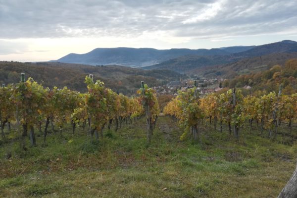 Les vignes de Breitenbach
