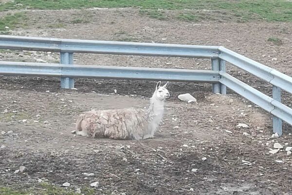 La belle vie des lamas de la Glashütte (3)