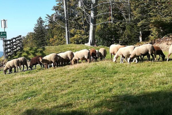 Diversité des moutons