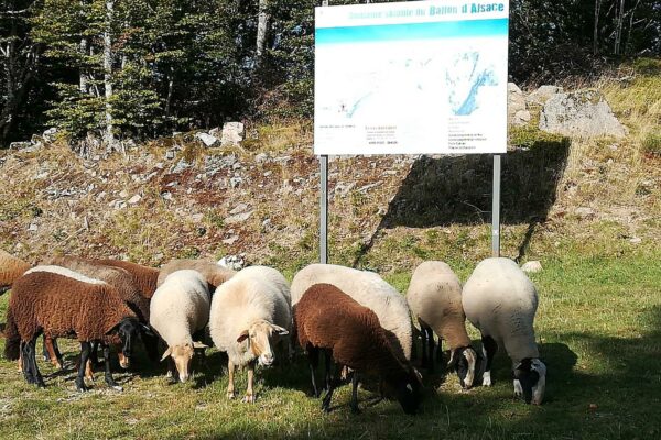 Diversité des moutons2